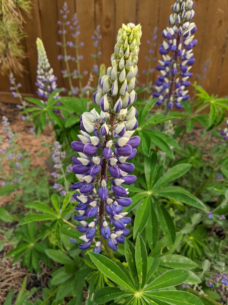 Lupinus polyphyllus (aka Washington lupine)