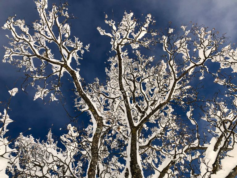 Tree covered with snow