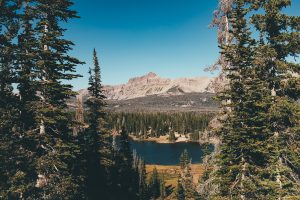 Mountain lake view between trees