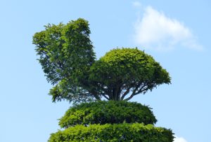 An artistically shaped tree in a topiary garden.

