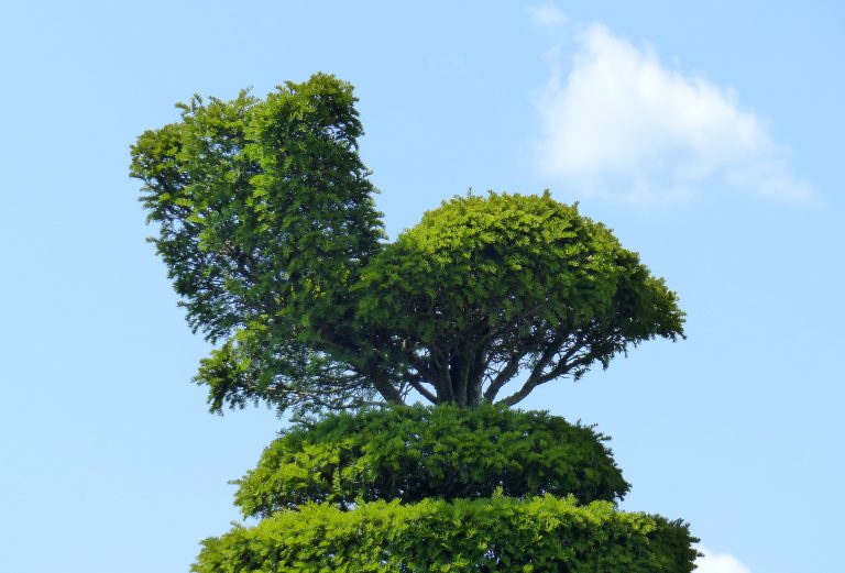 An artistically shaped tree in a topiary garden.