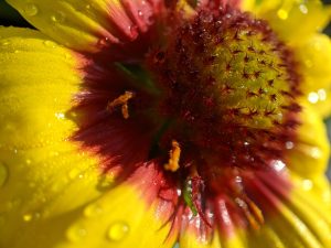 View larger photo: Water droplets sparkling on the center of a flower, very close up.