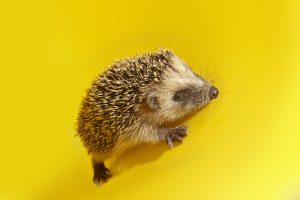 Hedgehog on yellow background
