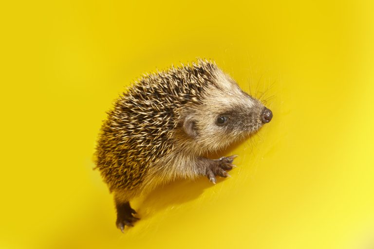 Hedgehog on yellow background