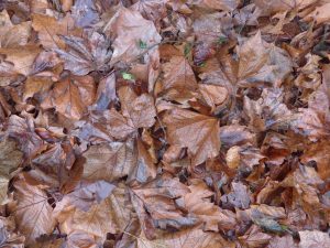 Wet brown leaves on the ground
