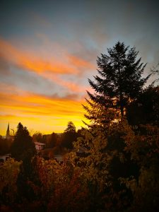 Sunset, brush in the foreground, large pine tree on the right, church steeple in the distance on the left.