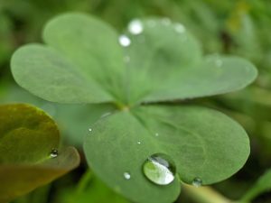 Water droplet on clover leaf.