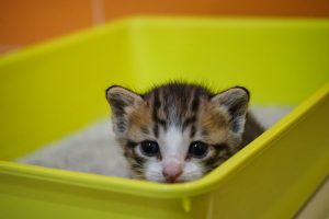 Tiny kitten in a litter box
