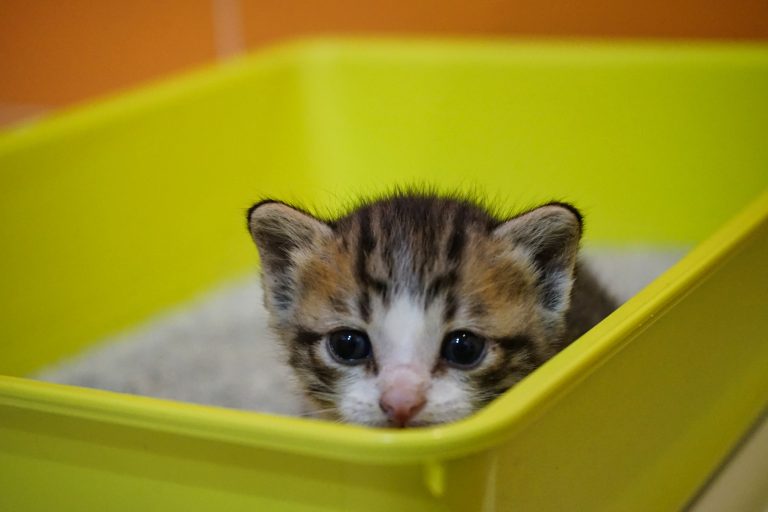 Tiny kitten in a litter box