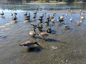 Geese and other migratory birds in the Esquimalt Lagoon bird sanctuary on Vancouver Island in British Columbia Canada