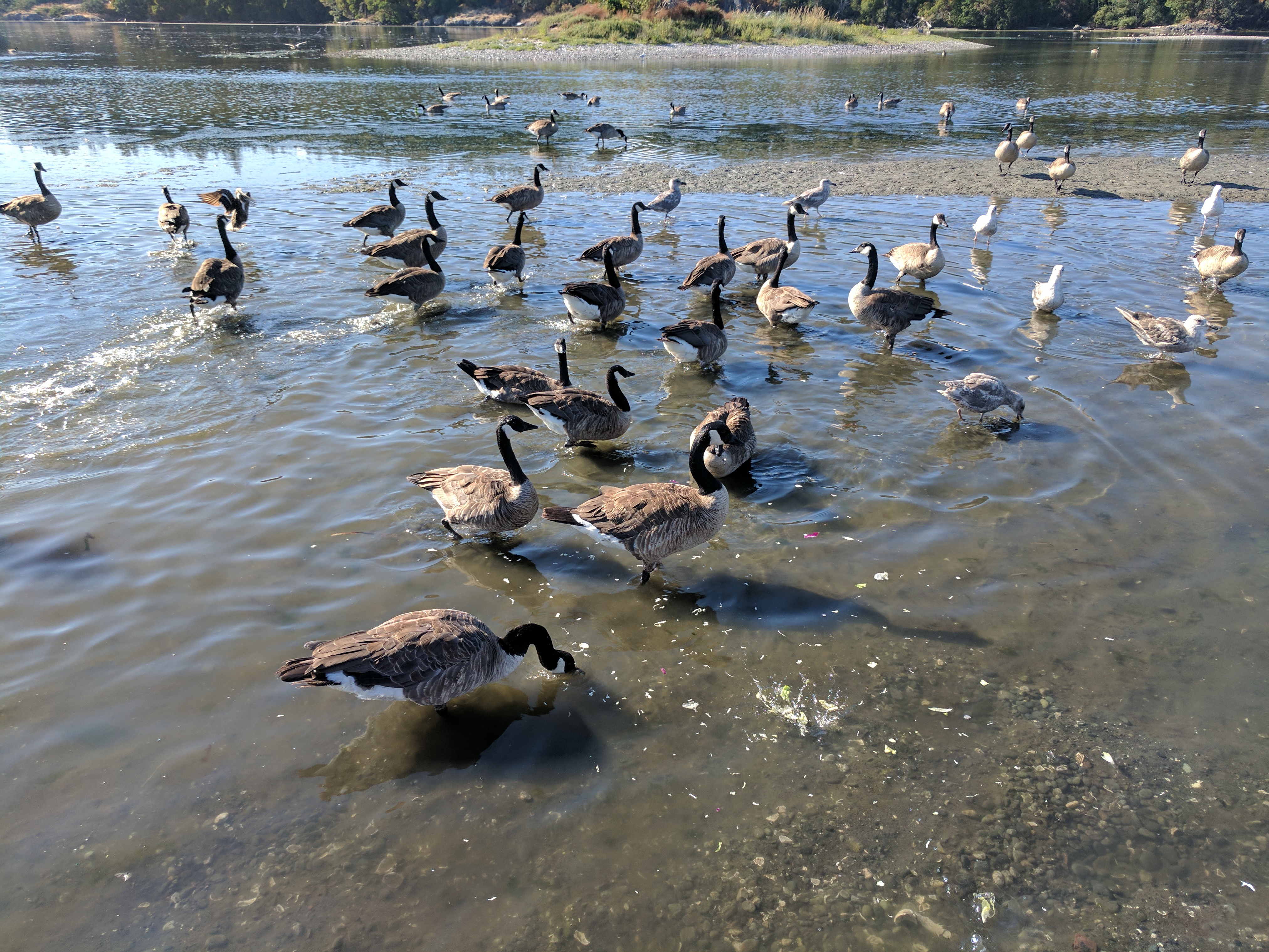 Geese and other migratory birds in the Esquimalt Lagoon bird sanctuary on Vancouver Island in British Columbia Canada