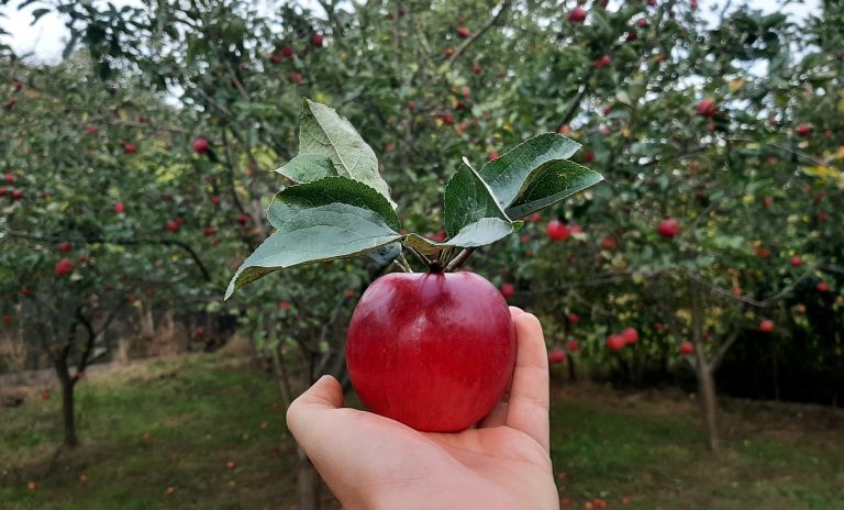 Holding an apple in an apple orchard