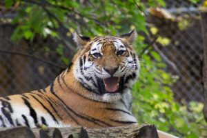 Lounging tiger.