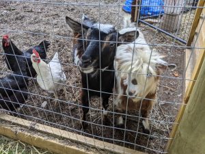 Goats and chickens