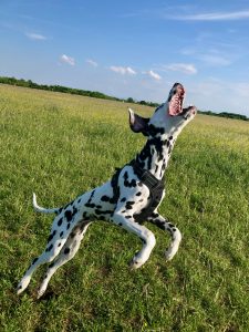 Dalmatian “Emma” is jumping for a treat.
