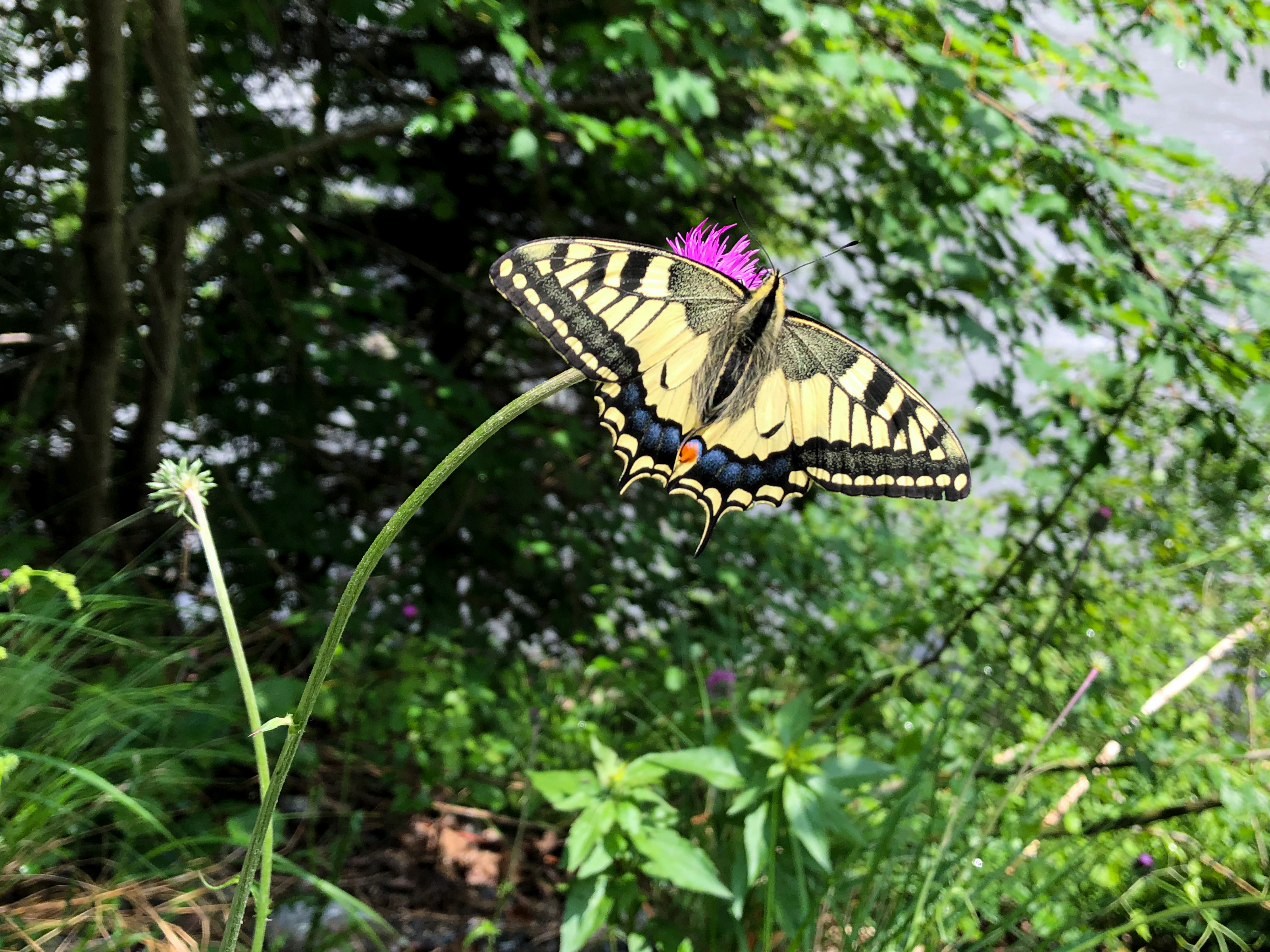 Swallowtail butterfly near the Rhine river, canton of Graubünden, Switzerland