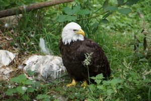 Bald eagle standing on the ground surrounded by greenery