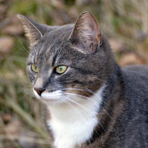 A gray and white cat stares off to the left.

