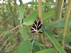 Butterfly on a bamboo
