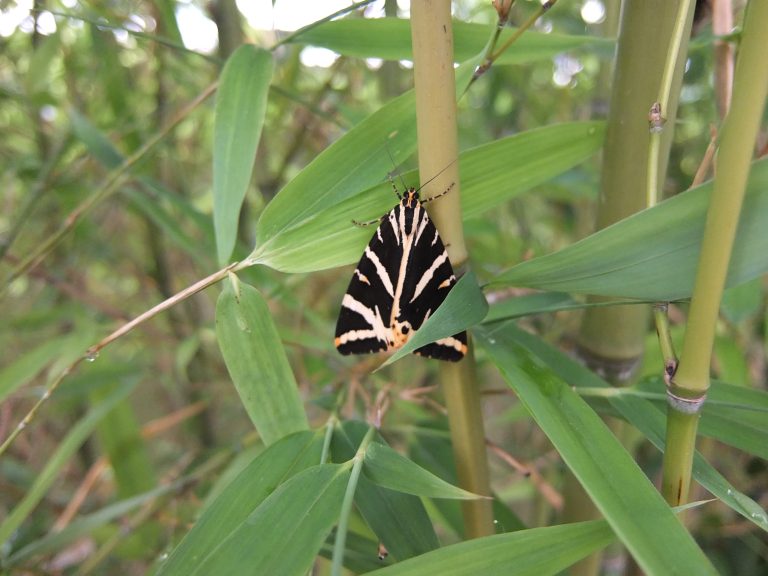 Butterfly on a bamboo