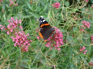 Butterfly on a pink flower