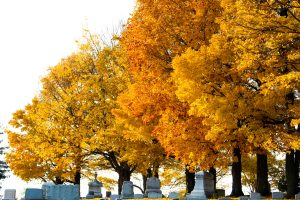 View larger photo: Autumn trees in a cemetery.