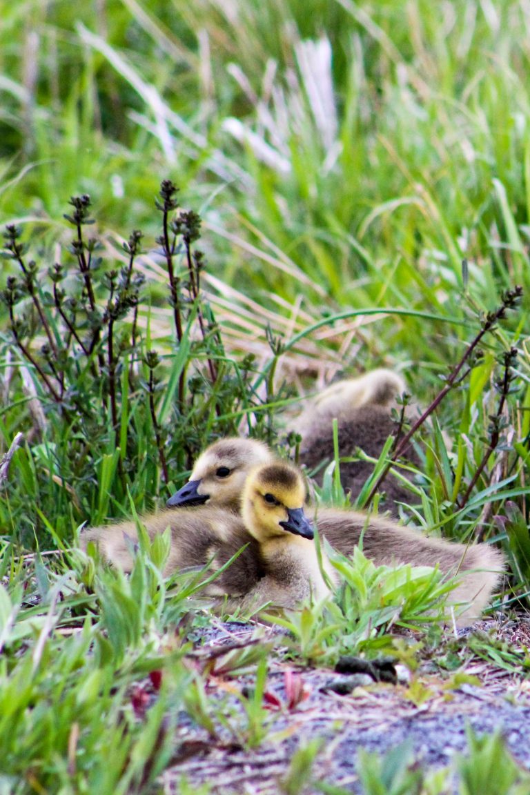 Goslings snuggling in the brush.