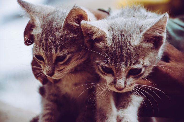 Two kittens held side by side