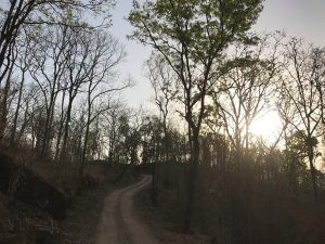Forest trails in early morning at Kanha Kisli National Park
