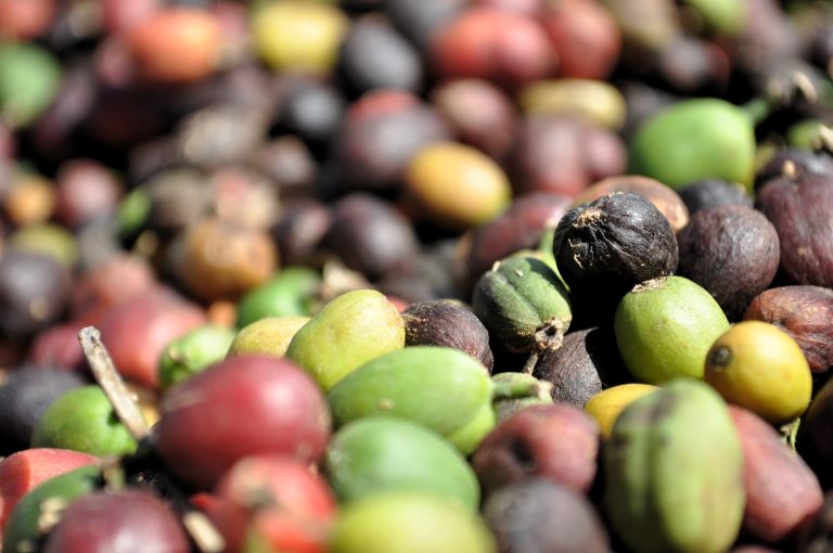 Coffee beans under the sun.