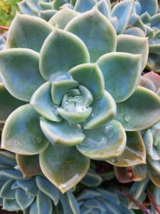 Desert rose with water droplets close-up.