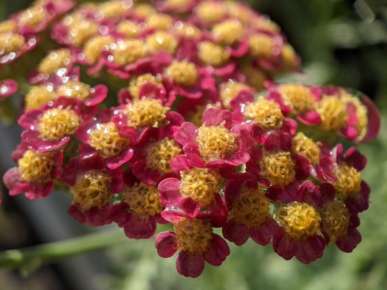 Water puddled in tiny flowers, close up