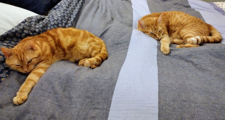 Synchronized snoozing of two cats on a comforter.