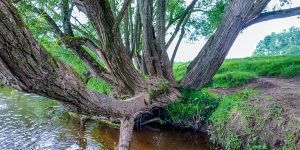 Old tree on a river bank near Twemlow in Cheshire.
