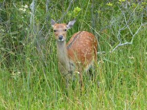 A Sika Deer looks through grass at Assateague Island National Seashore, USA