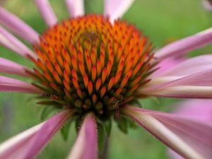 Cone flower center, close up