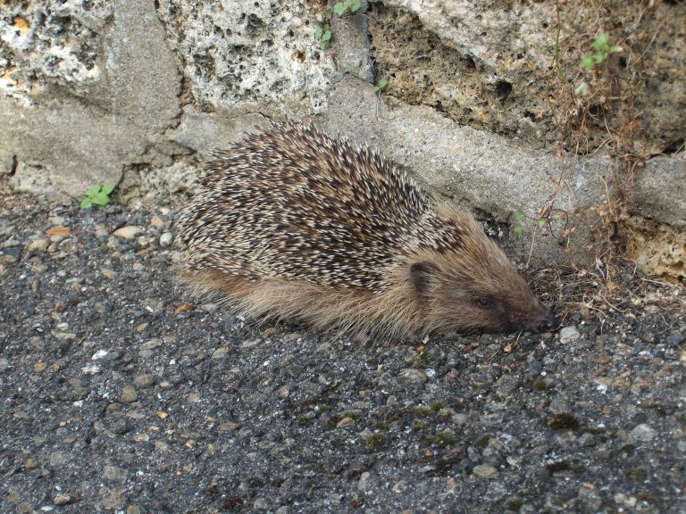 hérisson, hedgehog