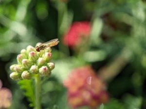 Tiny insect on flower, very close up