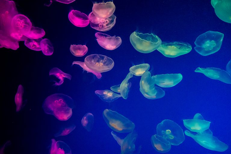 Jellyfish