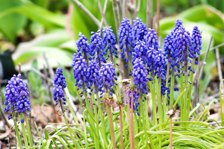 Blue Grape Hyacinth flowers.