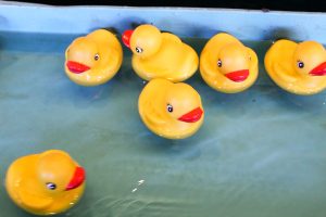 Six yellow rubber ducks in a small pool of water