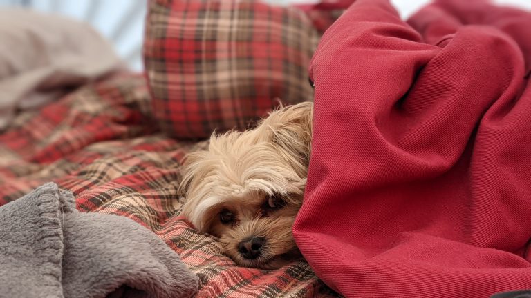 Camping dog waking up in the morning in her sleeping bag