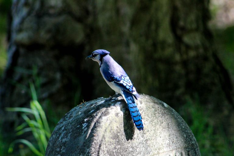 Bluejay perched on a gravestone.