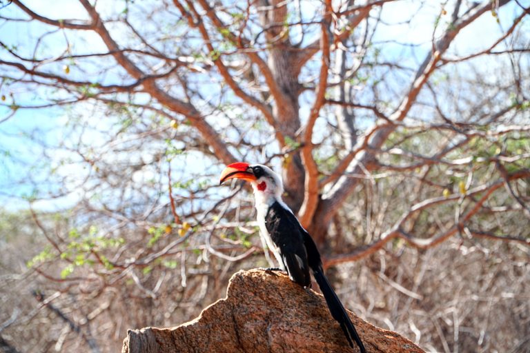 Jackson’s Hornbill, a native of Kenya