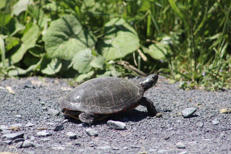 Turtle on a path near vegetation.