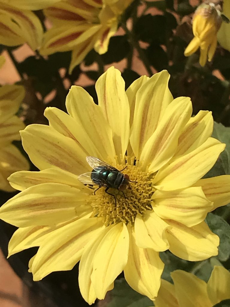 Fly in a yellow flower