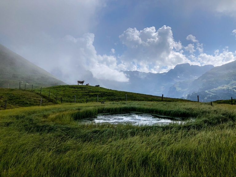 A pond and some cows in the Swiss Alps near the Gl?rnisch mountain massif.