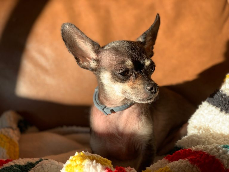 Gomez the chihuahua soaks up some late afternoon sun