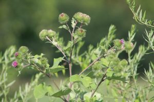 Plant with purple buds.