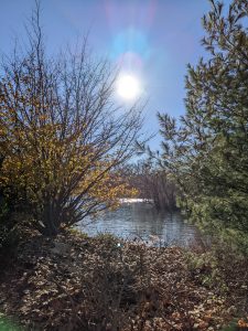 View larger photo: The sun, rising over a pond, with many trees around.